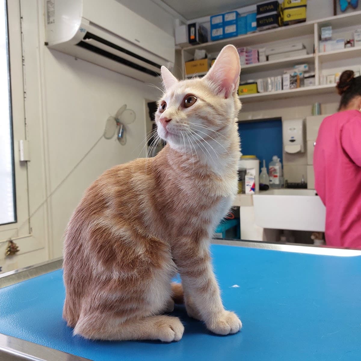 Clinique vétérinaire Morpho Vet
