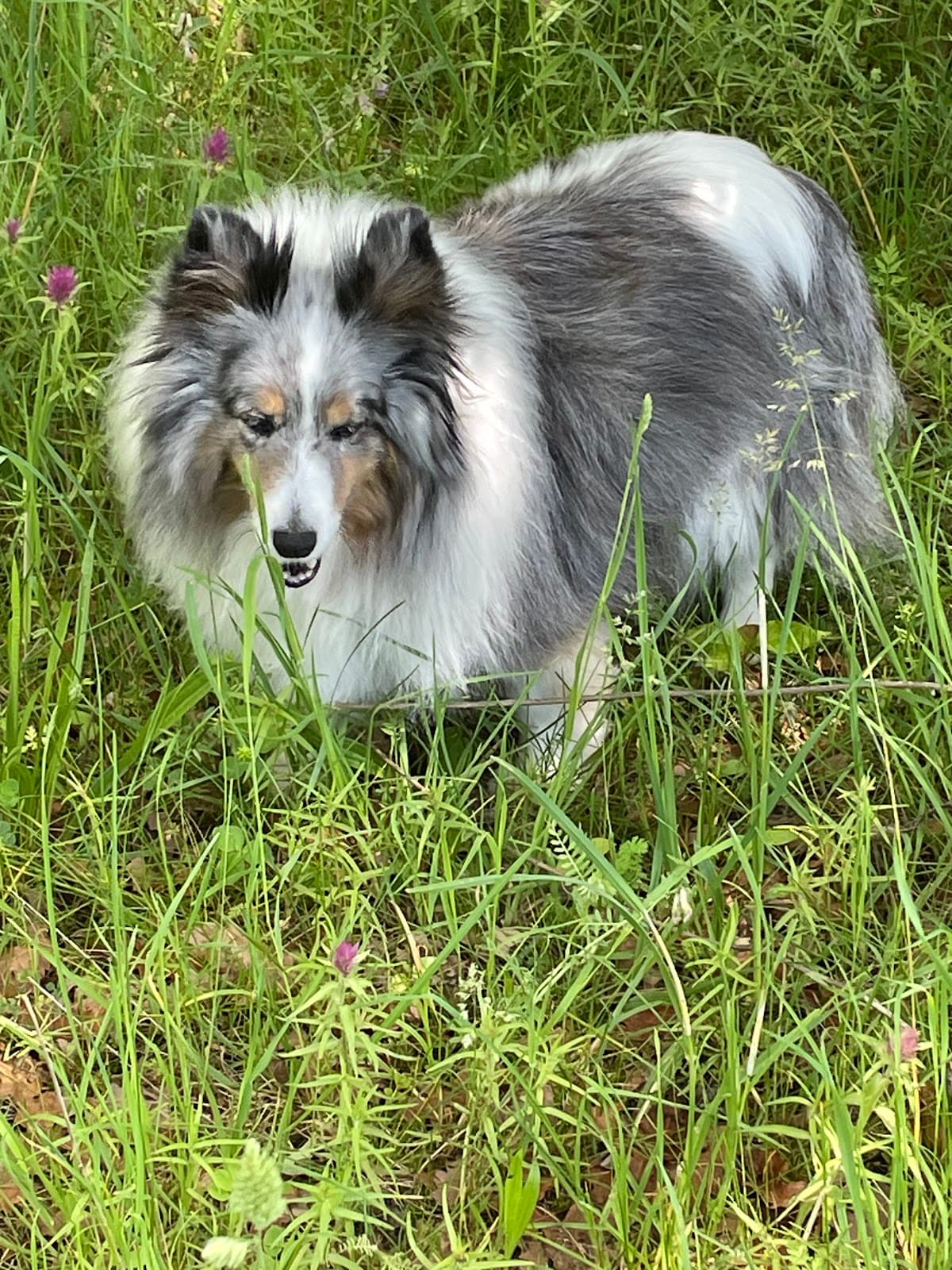 Clinique Veterinaire Du Marais