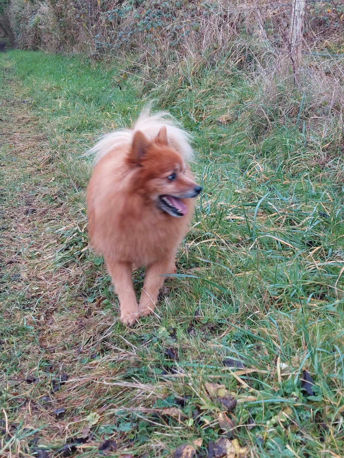 Prestaux Julie