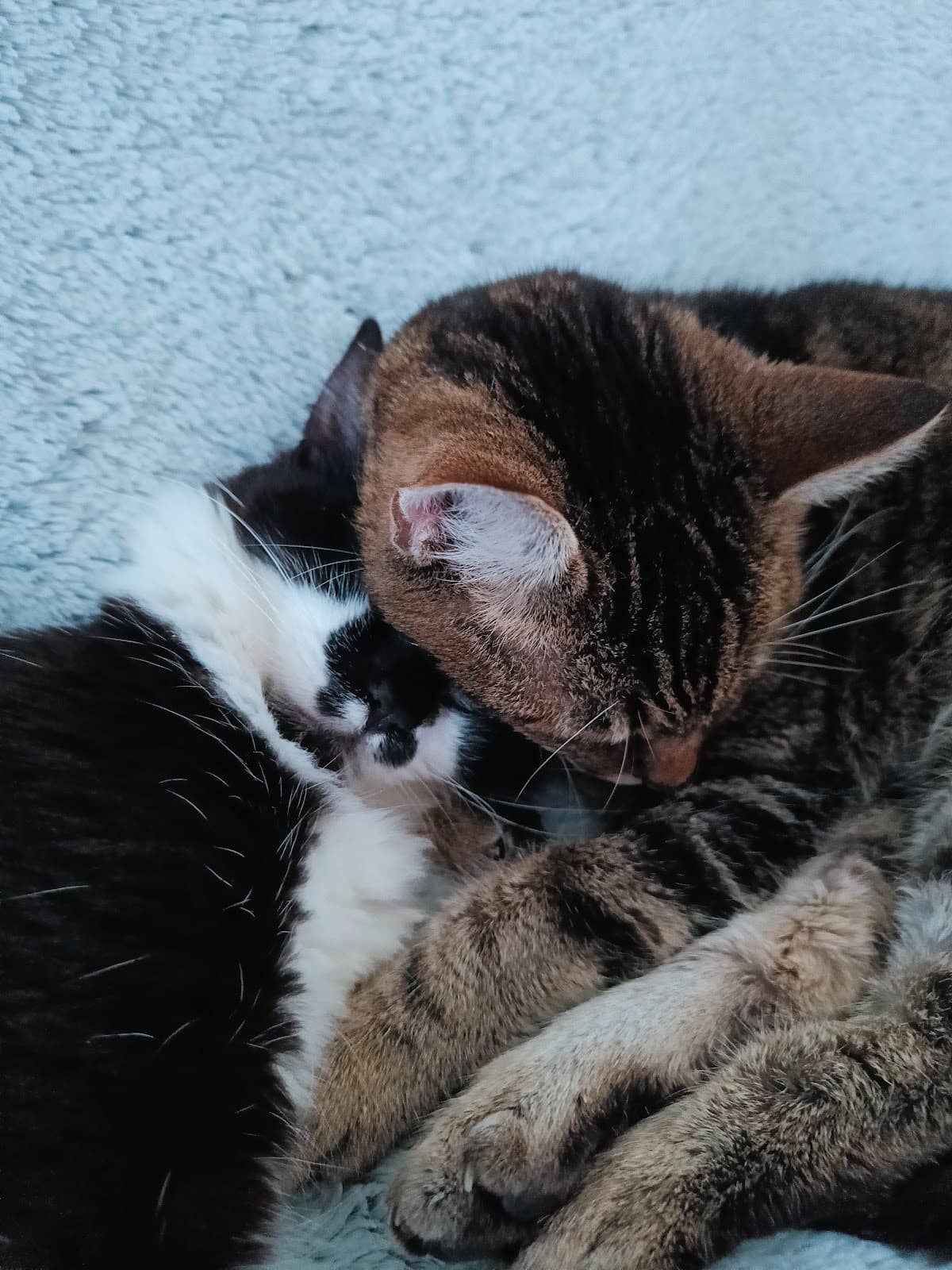 Clinique Veterinaire De La Perriere