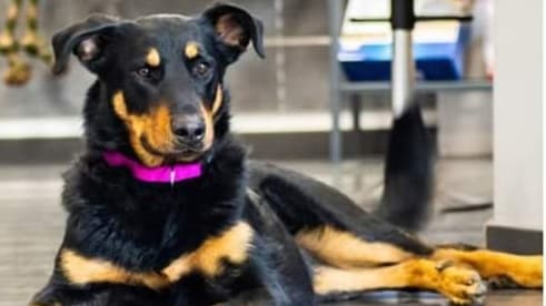 Sabrina Pet Sitter - garde d'animaux16