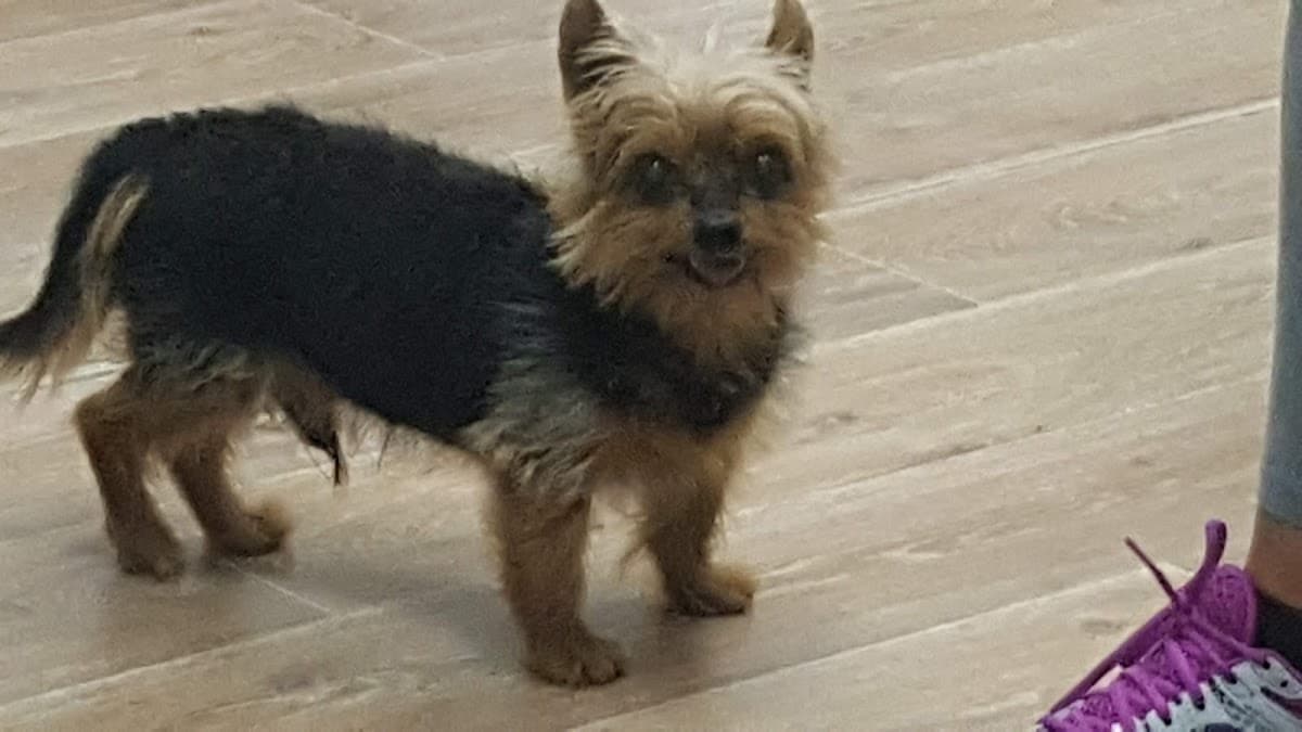 Clinique Véterinaire de Bastia - Clinica Veterinaria di Bastia