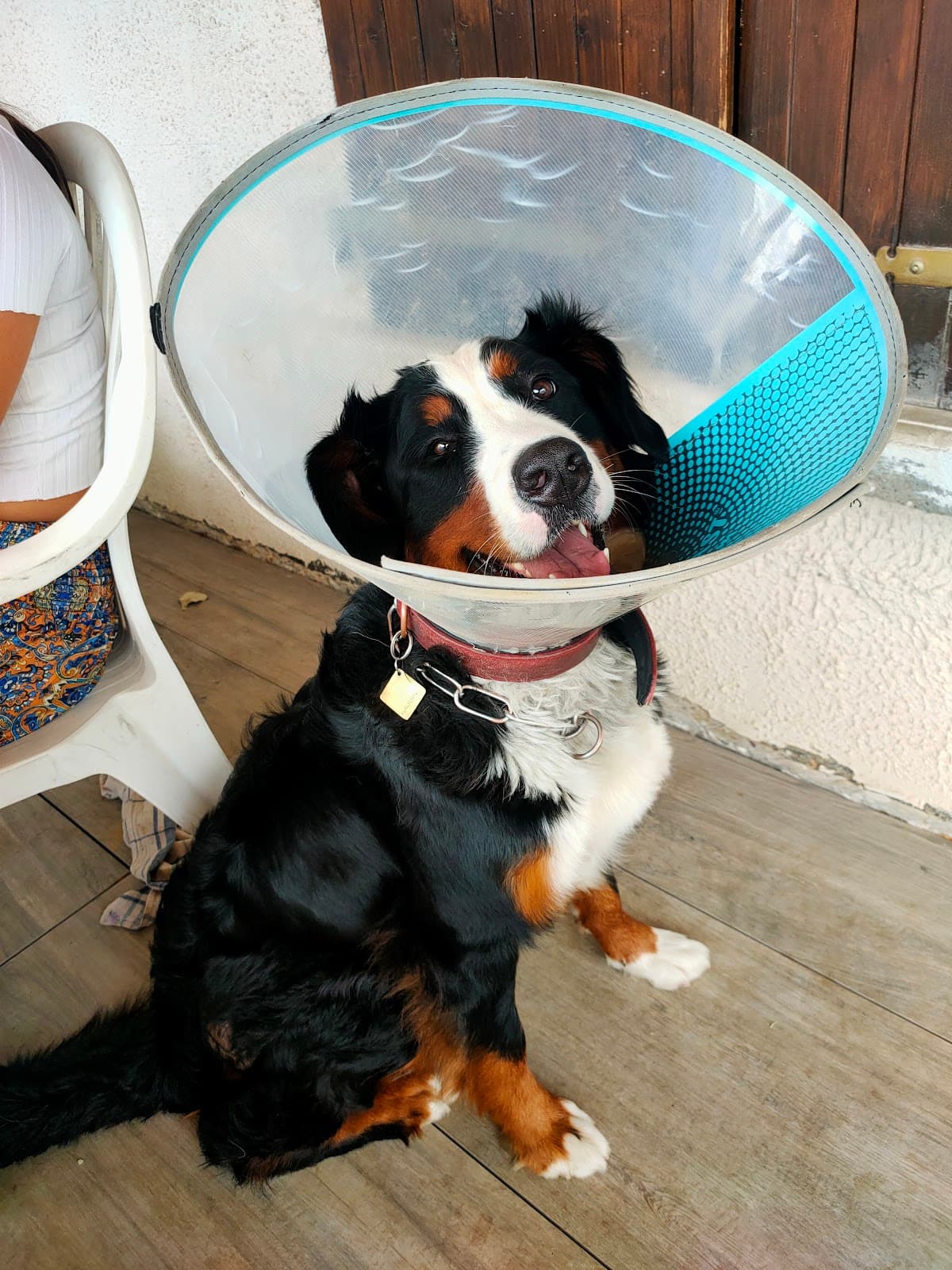 Vet Clinik